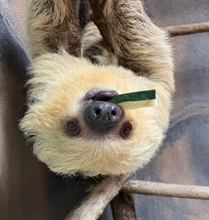 Sloth Encounter